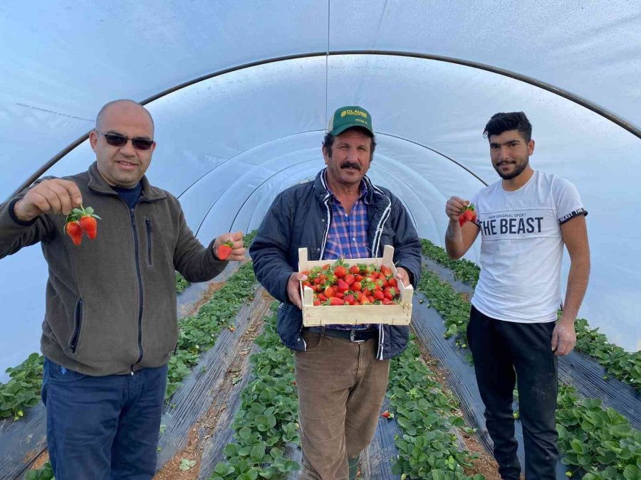Kırmızı Elmas ‘çilek’ Seralarında Hasat Telaşı