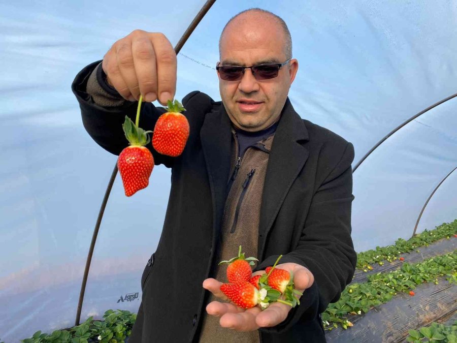 Kırmızı Elmas ‘çilek’ Seralarında Hasat Telaşı