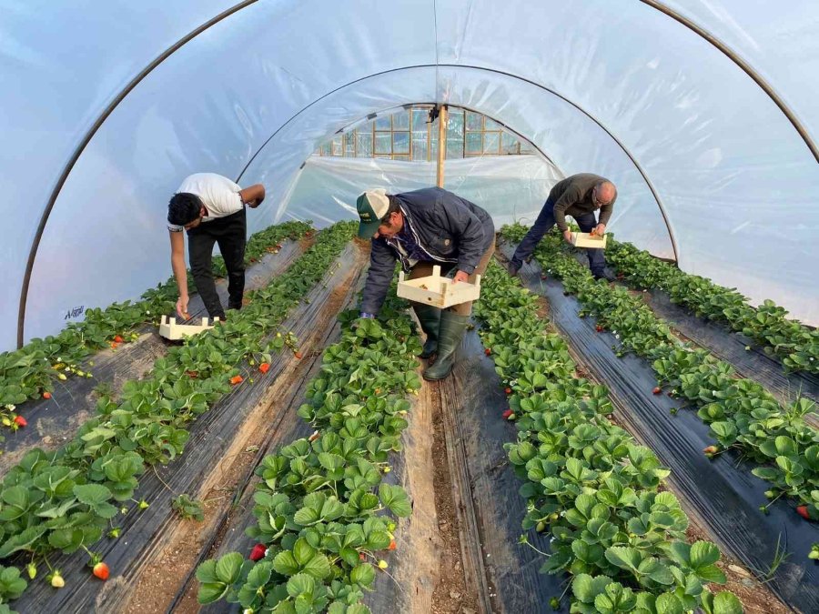 Kırmızı Elmas ‘çilek’ Seralarında Hasat Telaşı