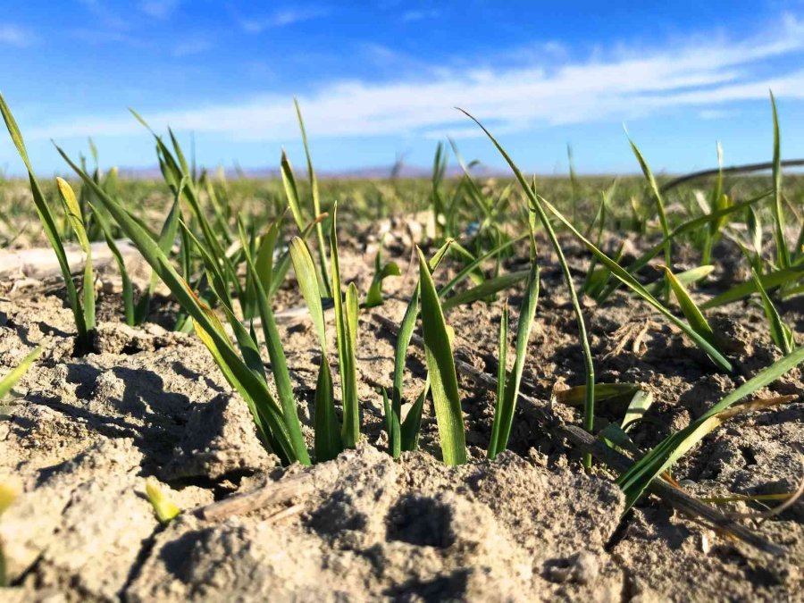 Tahıl Ambarı Konya Ovasında Yağışlarda Yüzde 40 Azalma Yaşandı