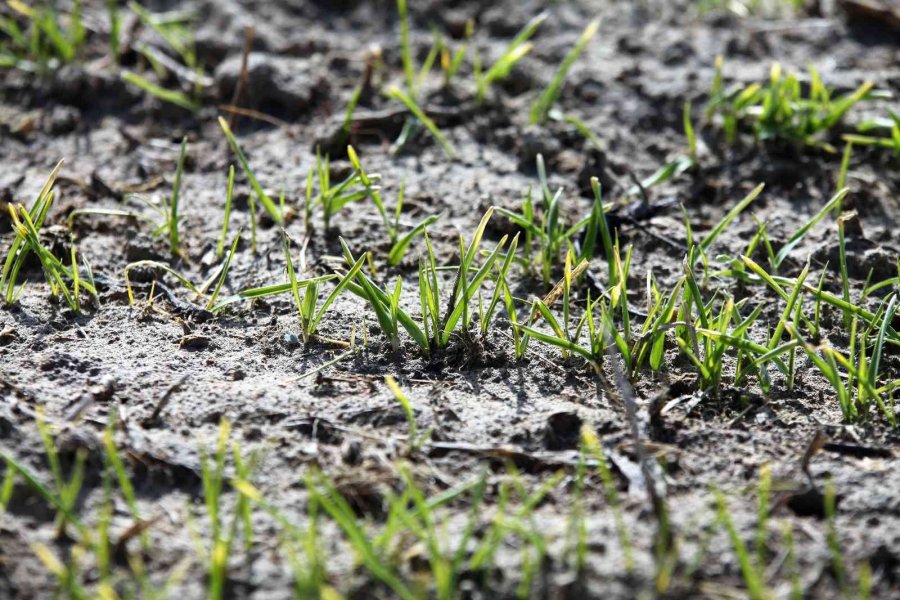 Tahıl Ambarı Konya Ovasında Yağışlarda Yüzde 40 Azalma Yaşandı