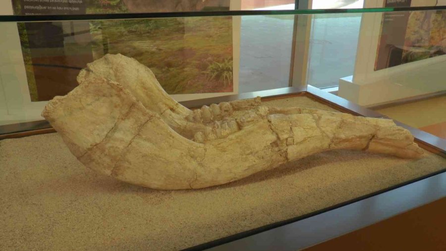 7,5 Milyon Yıllık Tarih Kayseri’de Sergileniyor