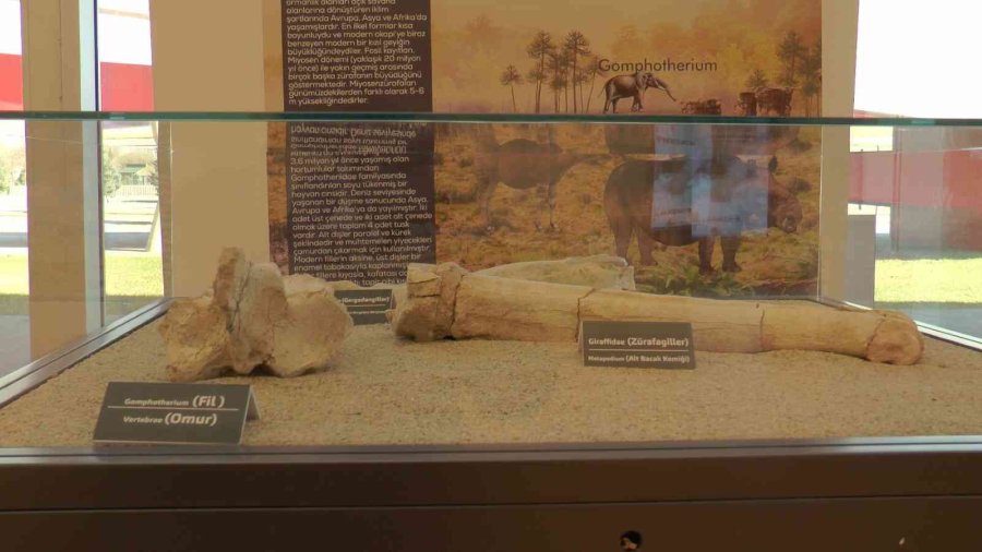 7,5 Milyon Yıllık Tarih Kayseri’de Sergileniyor