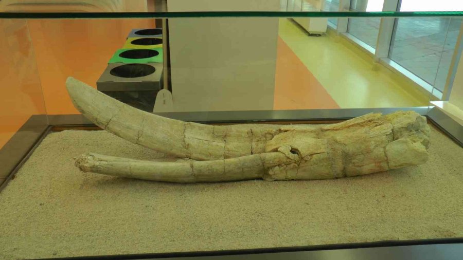 7,5 Milyon Yıllık Tarih Kayseri’de Sergileniyor