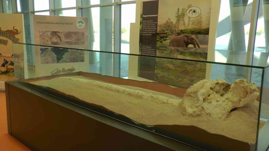 7,5 Milyon Yıllık Tarih Kayseri’de Sergileniyor