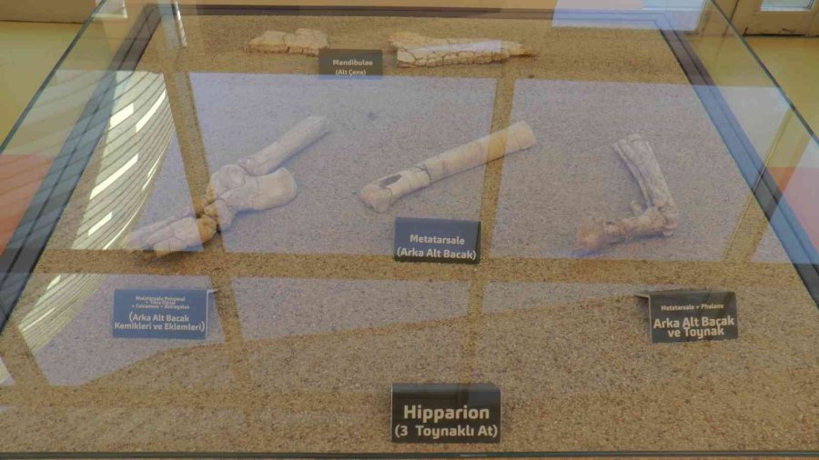 7,5 Milyon Yıllık Tarih Kayseri’de Sergileniyor