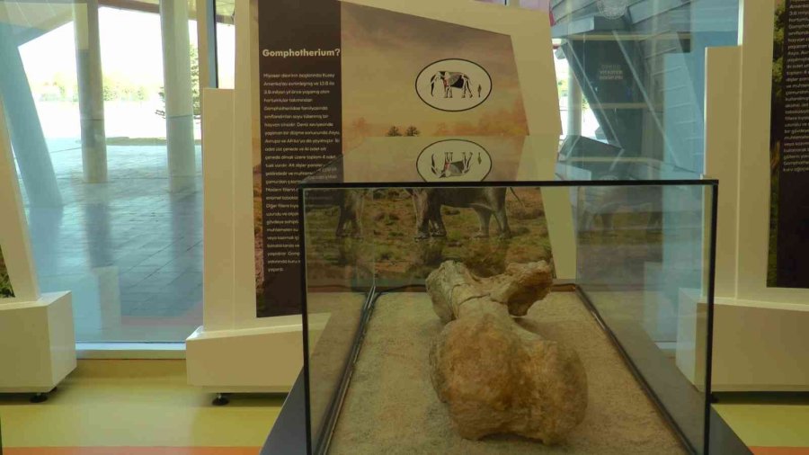 7,5 Milyon Yıllık Tarih Kayseri’de Sergileniyor