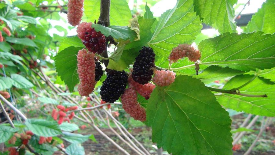 Silifke’de Yılın İlk Karadut Hasadı Yapıldı: Kilosu 110 Tl
