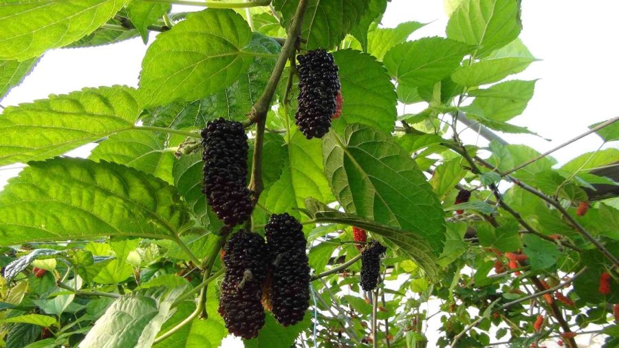 Silifke’de Yılın İlk Karadut Hasadı Yapıldı: Kilosu 110 Tl