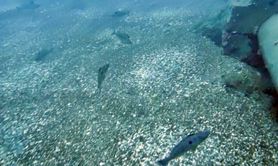 Mevsim Normallerinin Üzerinde Seyreden Deniz Suyu Sıcaklığı, Balıkların Üreme Dönemini Saptırdı