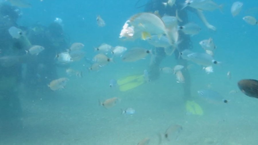Mevsim Normallerinin Üzerinde Seyreden Deniz Suyu Sıcaklığı, Balıkların Üreme Dönemini Saptırdı
