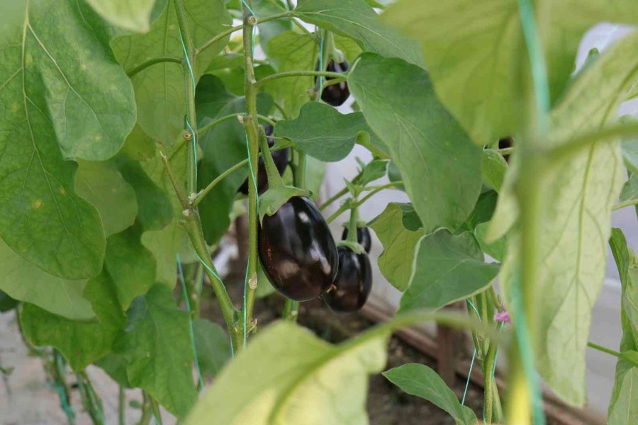 Alanya’nın Bereketli Topraklarında 12 Ay Boyunca Üretim