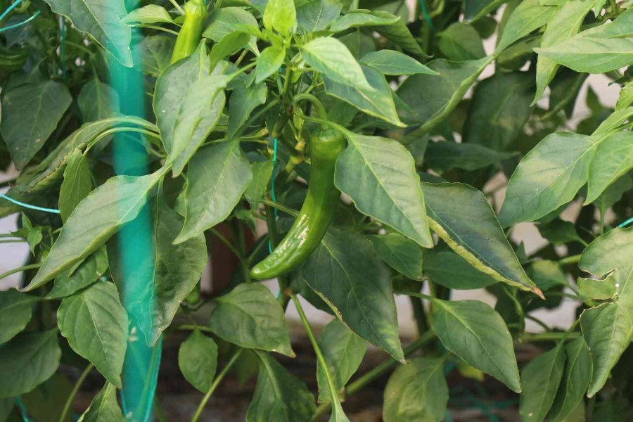 Alanya’nın Bereketli Topraklarında 12 Ay Boyunca Üretim