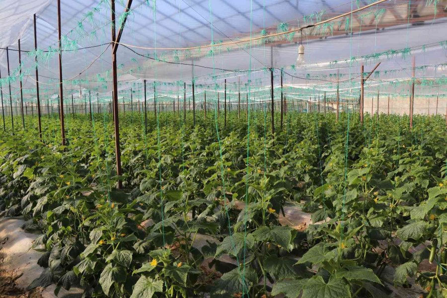 Alanya’nın Bereketli Topraklarında 12 Ay Boyunca Üretim