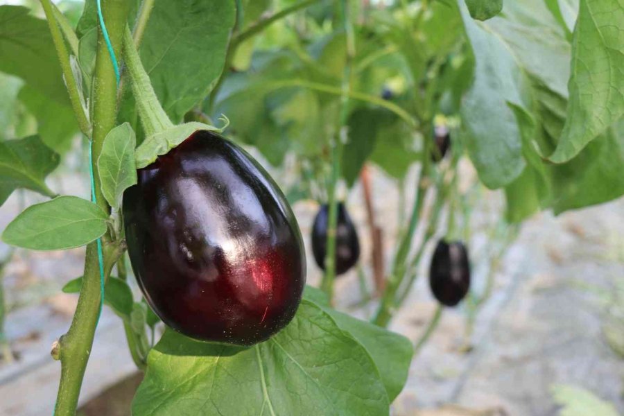 Alanya’nın Bereketli Topraklarında 12 Ay Boyunca Üretim