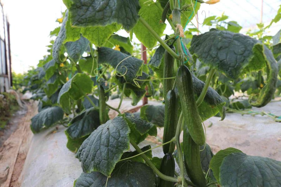 Alanya’nın Bereketli Topraklarında 12 Ay Boyunca Üretim