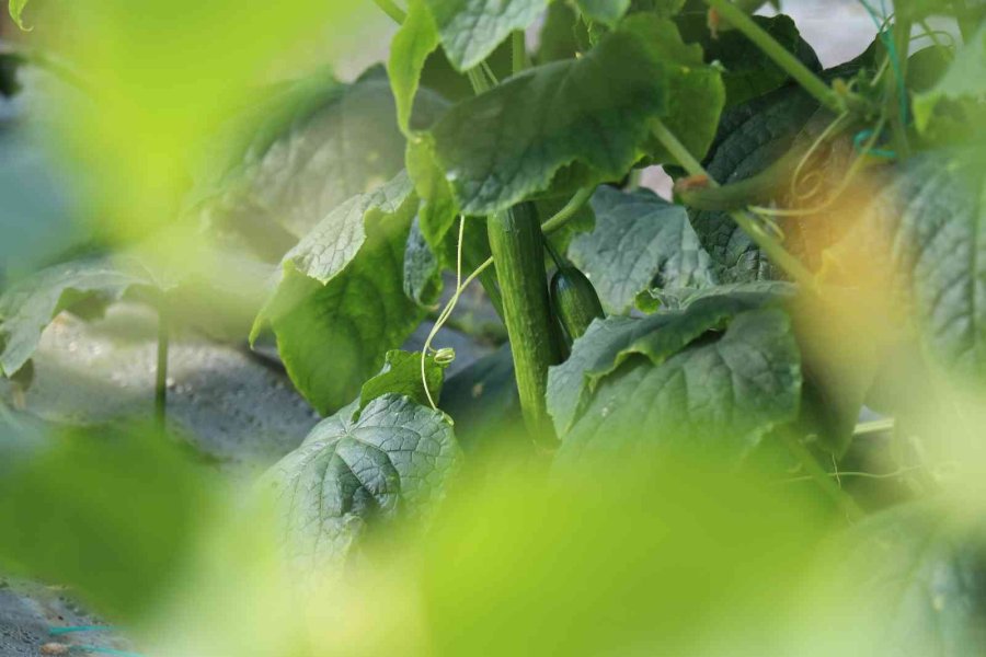 Alanya’nın Bereketli Topraklarında 12 Ay Boyunca Üretim