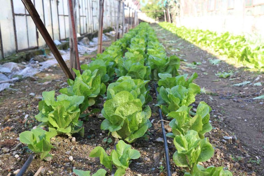 Alanya’nın Bereketli Topraklarında 12 Ay Boyunca Üretim