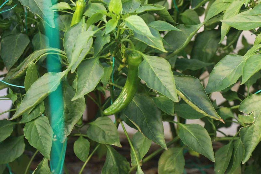 Alanya’nın Bereketli Topraklarında 12 Ay Boyunca Üretim