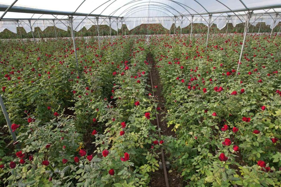 Türkiye’nin Kış Gülü Mersin’den: Üreticiler Şimdi De İhracata Hazırlanıyor