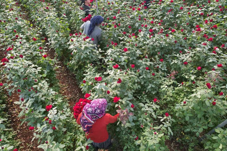 Türkiye’nin Kış Gülü Mersin’den: Üreticiler Şimdi De İhracata Hazırlanıyor