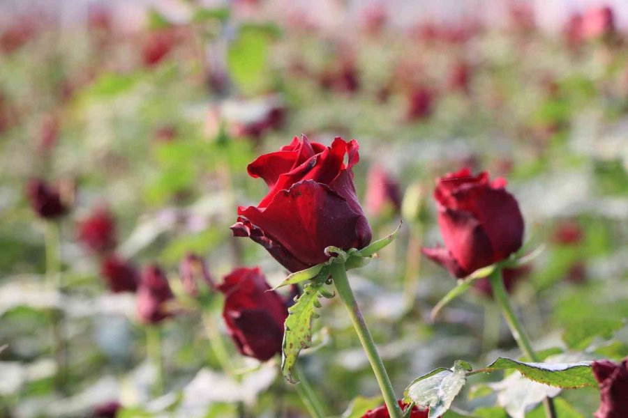 Türkiye’nin Kış Gülü Mersin’den: Üreticiler Şimdi De İhracata Hazırlanıyor