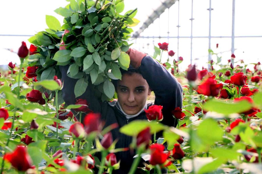 Türkiye’nin Kış Gülü Mersin’den: Üreticiler Şimdi De İhracata Hazırlanıyor