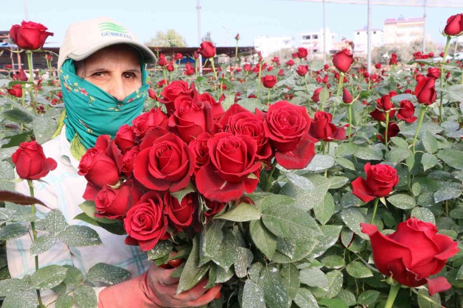 Türkiye’nin Kış Gülü Mersin’den: Üreticiler Şimdi De İhracata Hazırlanıyor