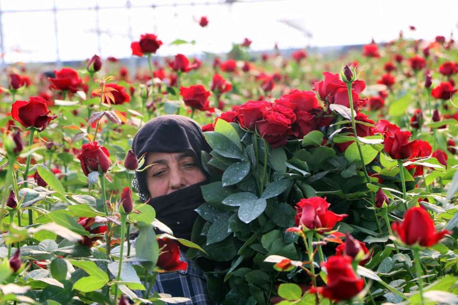 Türkiye’nin Kış Gülü Mersin’den: Üreticiler Şimdi De İhracata Hazırlanıyor