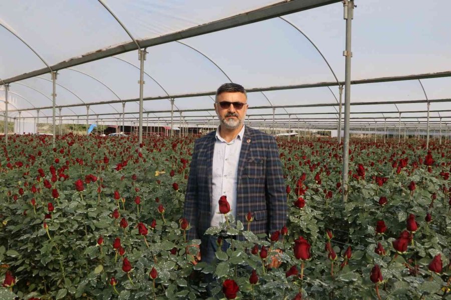 Türkiye’nin Kış Gülü Mersin’den: Üreticiler Şimdi De İhracata Hazırlanıyor