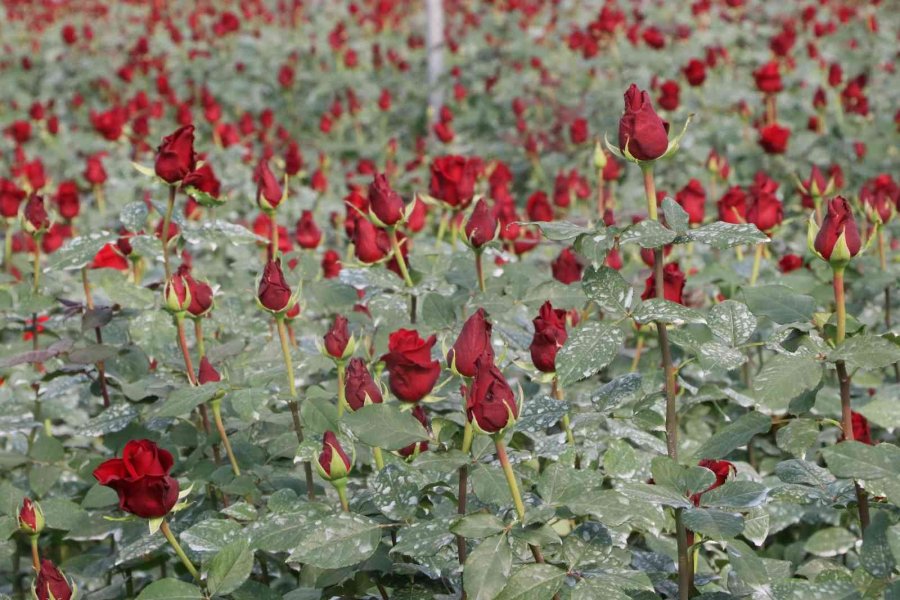 Türkiye’nin Kış Gülü Mersin’den: Üreticiler Şimdi De İhracata Hazırlanıyor