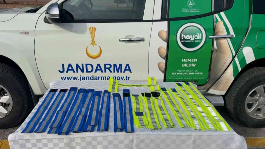 Jandarma Sokak Köpeklerine Gece Görünmeleri İçin Elleriyle Reflektif Şerit Dikti