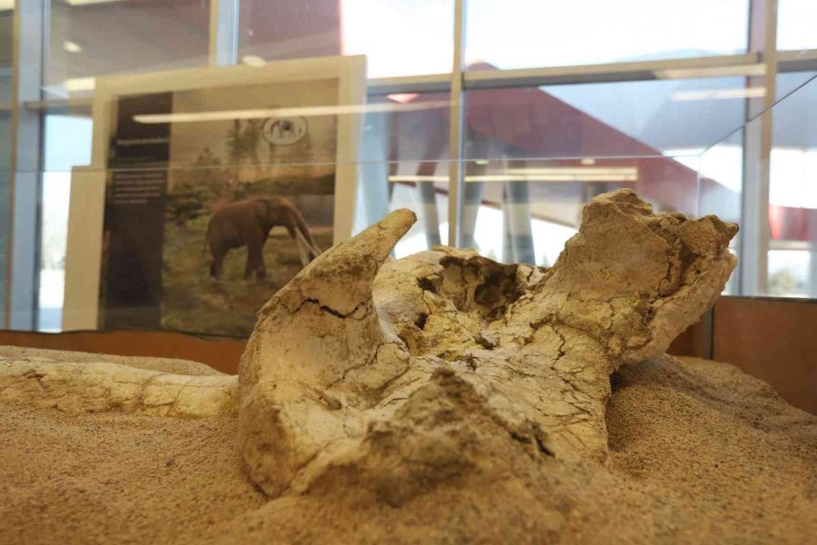 Büyükşehir İle 7,5 Milyon Yıllık Fosiller Gün Yüzüne Çıkıyor