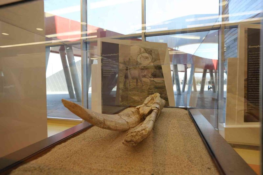 Büyükşehir İle 7,5 Milyon Yıllık Fosiller Gün Yüzüne Çıkıyor