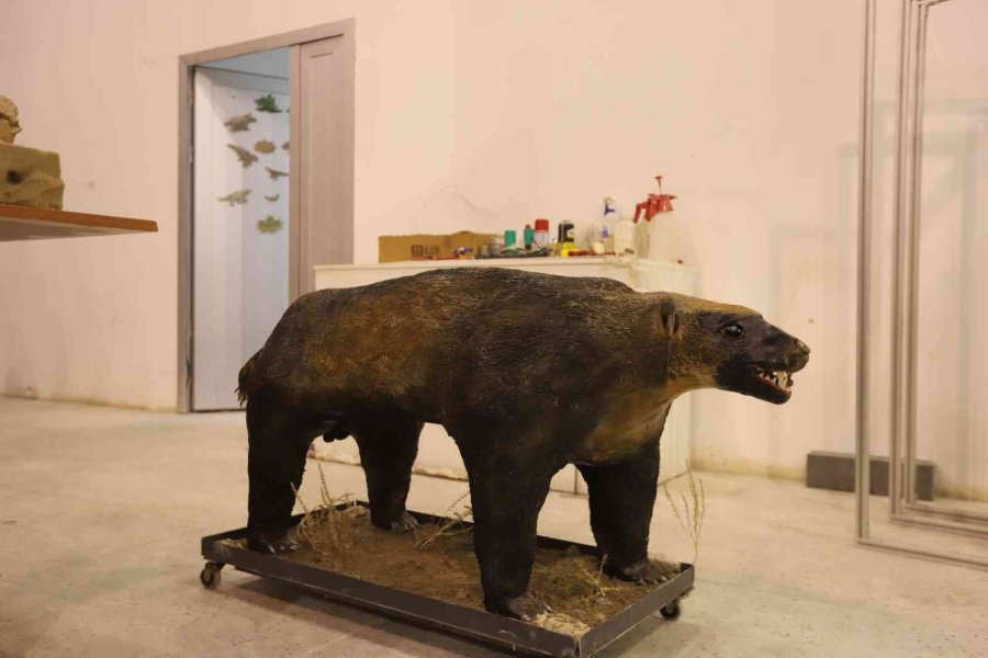 Büyükşehir İle 7,5 Milyon Yıllık Fosiller Gün Yüzüne Çıkıyor