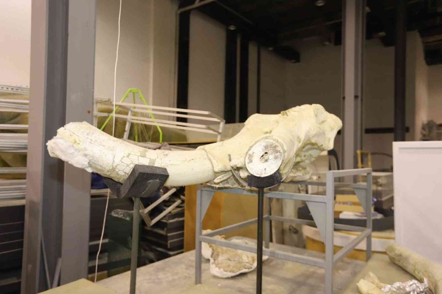 Büyükşehir İle 7,5 Milyon Yıllık Fosiller Gün Yüzüne Çıkıyor