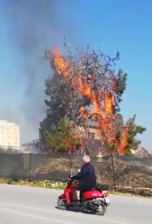 Yangın Devasa Ağacı Sardı, Ekiplerin Müdahalesi İle Eve Sıçramadan Söndürüldü