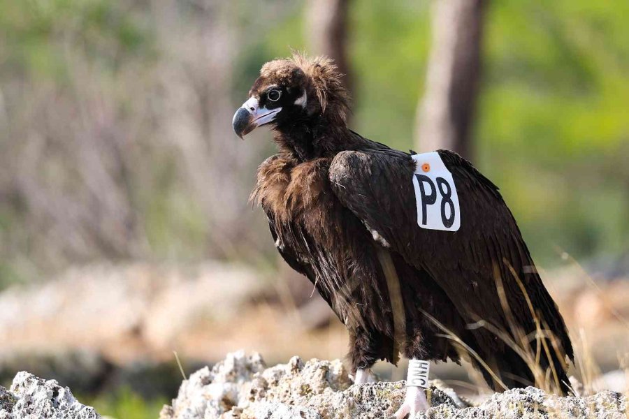 Tedavisi Tamamlanan Kara Akbaba Özgürlüğe Kanat Çırptı
