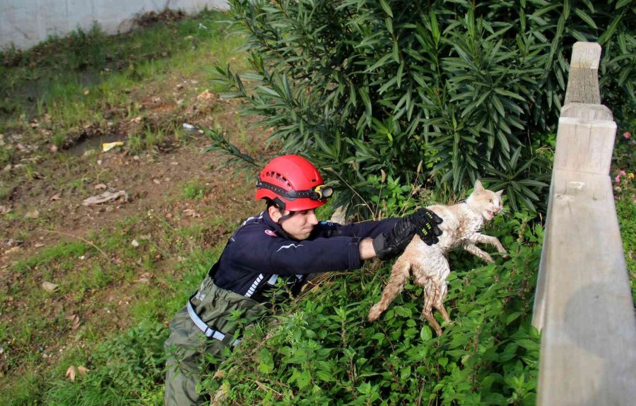Derede Mahsur Kalan Kedi, İtfaiyeye Zor Anlar Yaşattı