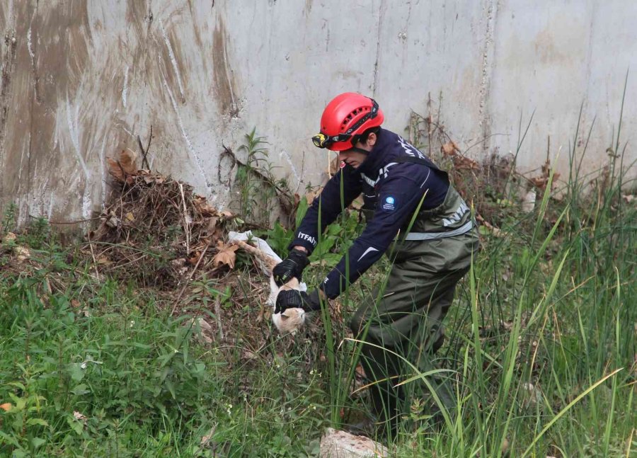 Derede Mahsur Kalan Kedi, İtfaiyeye Zor Anlar Yaşattı