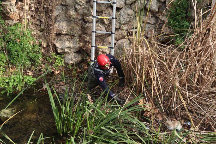 Derede Mahsur Kalan Kedi, İtfaiyeye Zor Anlar Yaşattı