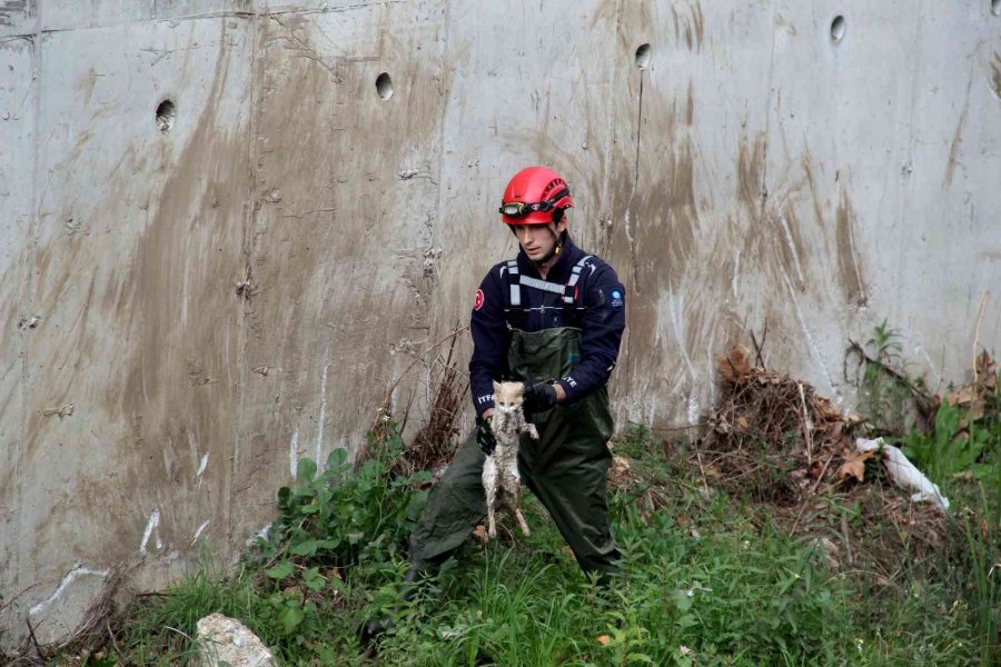 Derede Mahsur Kalan Kedi, İtfaiyeye Zor Anlar Yaşattı