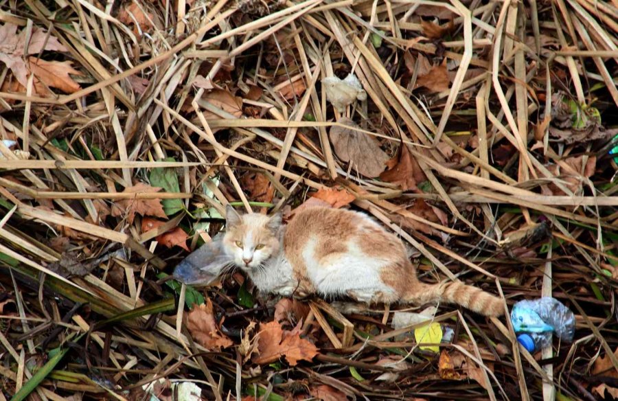 Derede Mahsur Kalan Kedi, İtfaiyeye Zor Anlar Yaşattı