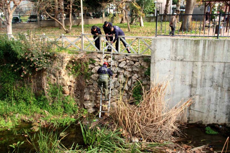 Derede Mahsur Kalan Kedi, İtfaiyeye Zor Anlar Yaşattı