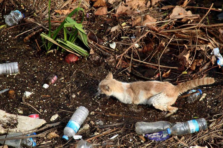 Derede Mahsur Kalan Kedi, İtfaiyeye Zor Anlar Yaşattı