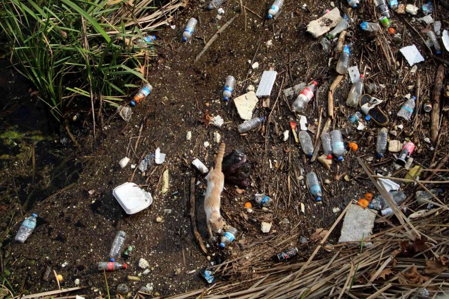 Derede Mahsur Kalan Kedi, İtfaiyeye Zor Anlar Yaşattı