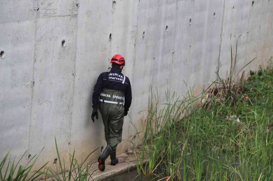 Derede Mahsur Kalan Kedi, İtfaiyeye Zor Anlar Yaşattı