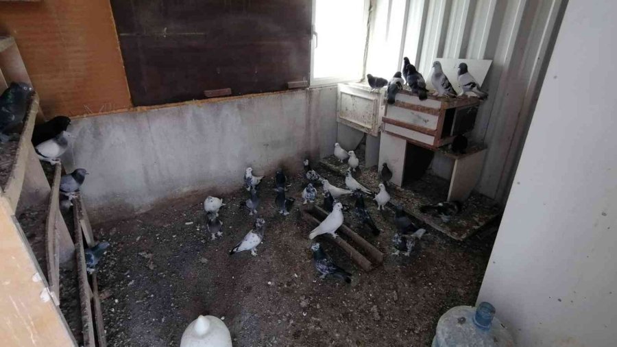 Güvercin Kafeslerini Vuran Fırtınanın Hasarı Sabah Ortaya Çıktı