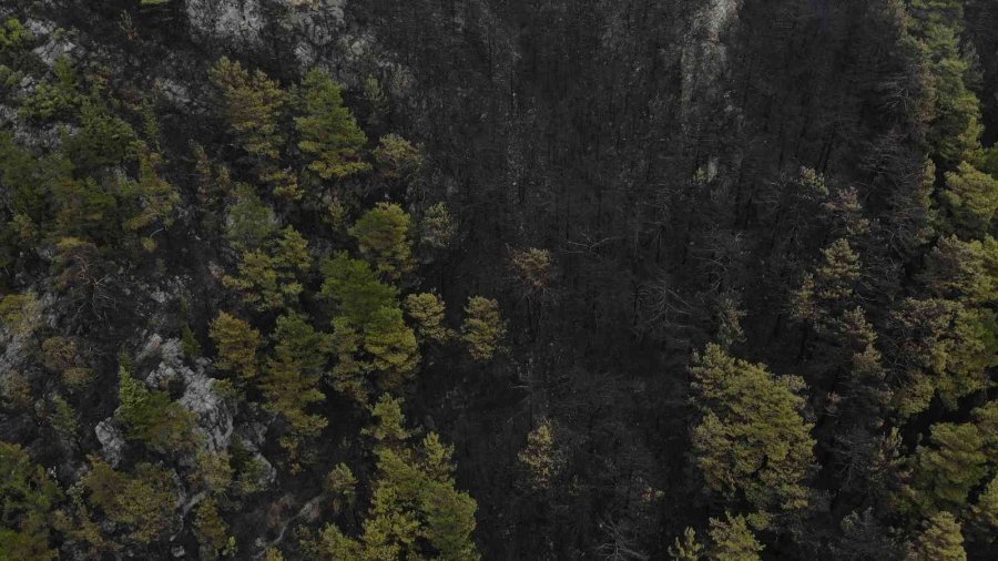 Alanya’da Yanan Ormanlık Alan Havadan Görüntülendi