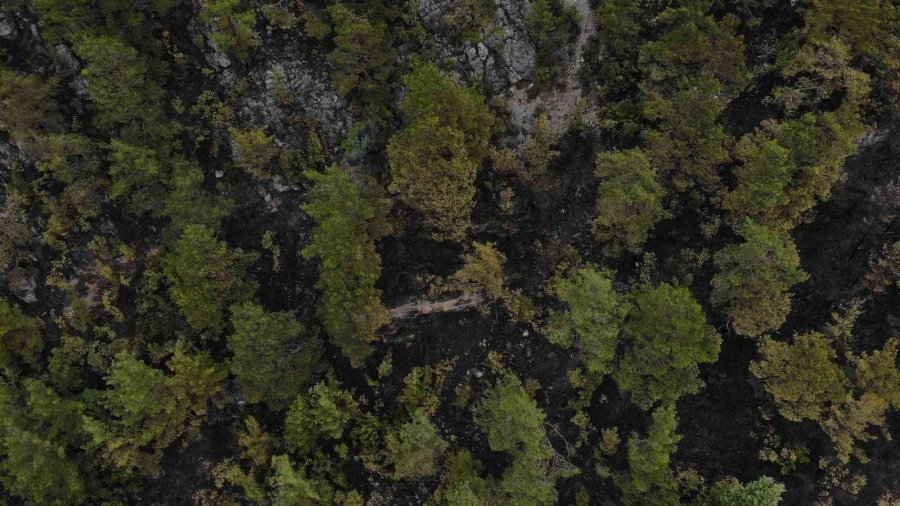 Alanya’da Yanan Ormanlık Alan Havadan Görüntülendi